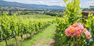 Azienda Agricola Montemelino
