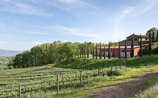 Cantina Ampeleia