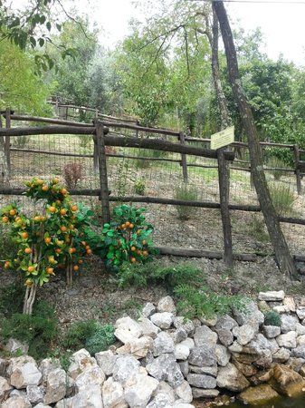 il Bosco Leggenda